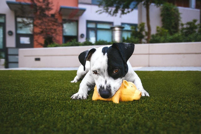 A dog chewing on a toy